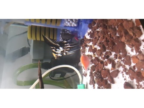 2 tane sağlıklı genetik tetra