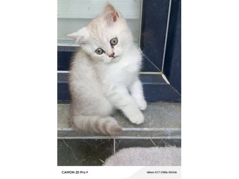 British shorthair dişi yavru