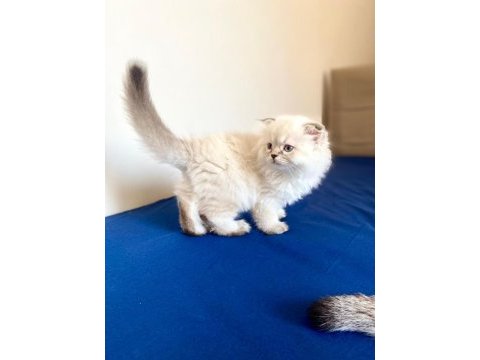 Kendi kedimin yavrusu british longhair
