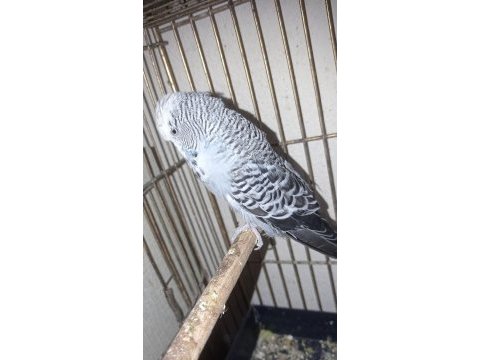 Sağlıklı hazır eş jumbo muhabbet kuşlar