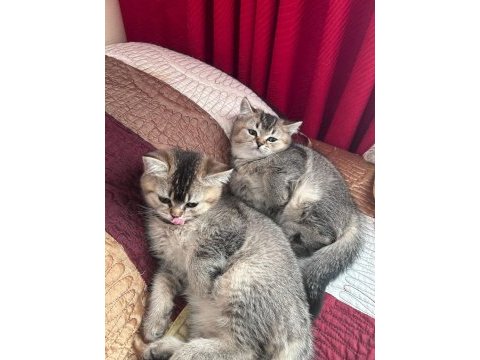Safkan british shorthair black golden yavru kediler