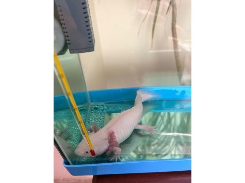 Ücretli axolotl
