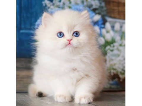 İpeksi tüylü silver british longhair 
