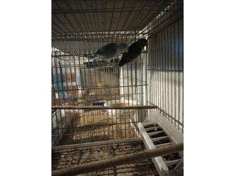 Bebek forpus papağanı vardır