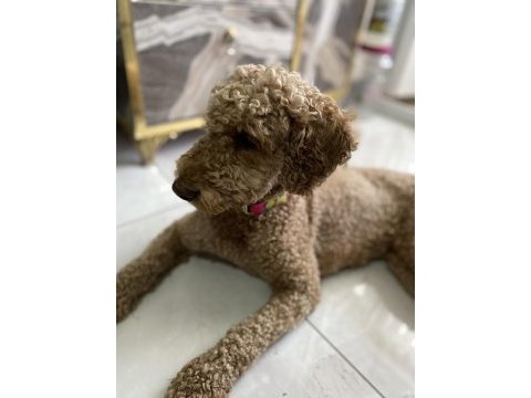 Eğitimli tuvalet eğitimi var çok bağımlı poodle