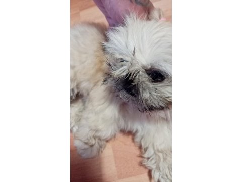 Minik kızımıza yuva arıyoruz shih tzu