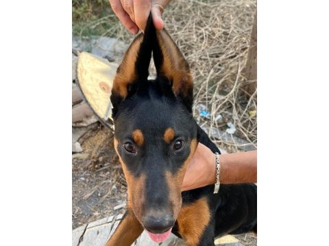 Dişi doberman