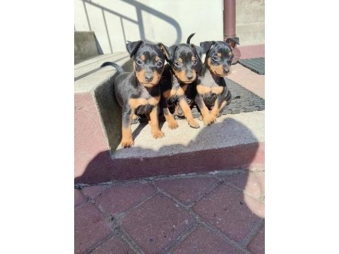Sıfır numara pinscher yavrularımız