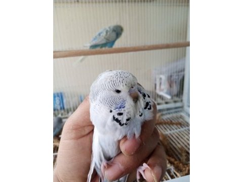 Jumbo şov muhabbet kuşu yavrular