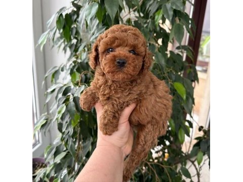 Irk garantili toy poodle yavruları