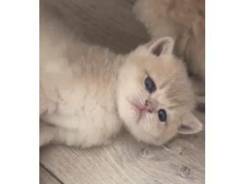Muhteşem safkan british shorthair golden