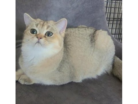 5 aylık golden scottish straight dişi