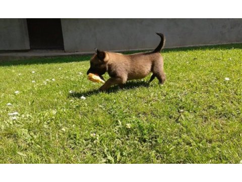 Belçika malinois yavruları