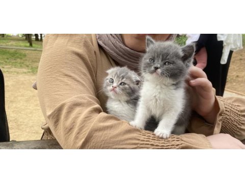 Maviş scottish fold kızlarım