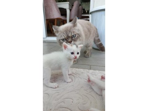 2 aylık yavru kedimiz