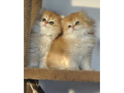 Safkan 2 aylık golden british longhair bebekler