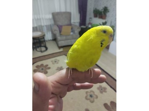 Konuşan muhabbet kuşu arayanlar