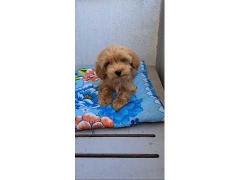 Orjinal bebek yüzlü maltipoo yavrular