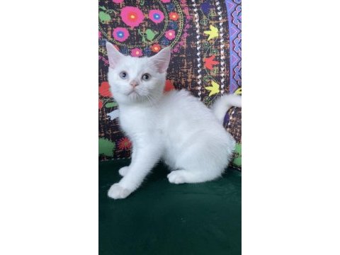Pamuk gibi mavi gözlü yavru british shorthair