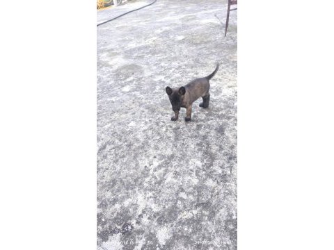 Kalite malinois yavruları 1 dişi ve 1 erkek