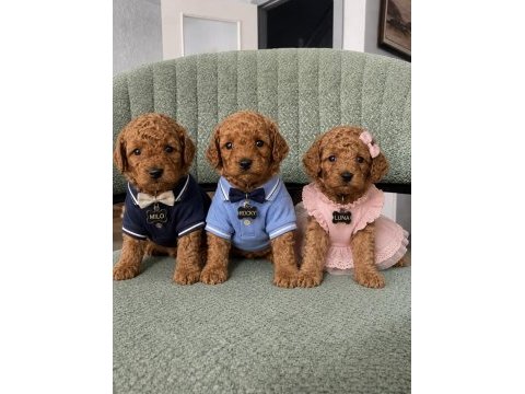 Safkan red brown toy poodle yavrular