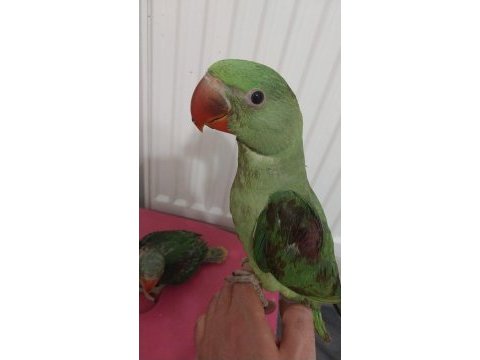 Bebek özel evlat isteyenlere alexander papağanı