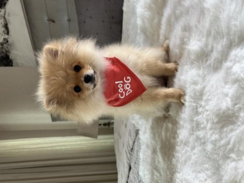 4 aylık dişi pomeranian