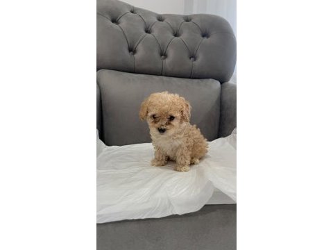 Orijinal teacup maltipoo