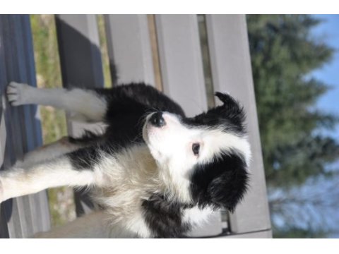 Siyah-beyaz border collie yavrular