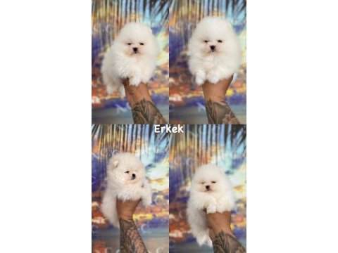 Pomeranian boo bebeklerim