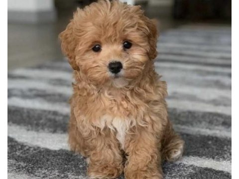 Orginal safkan maltipoo