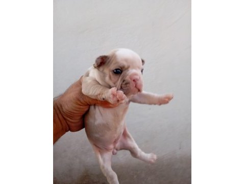 French bulldog köpekler
