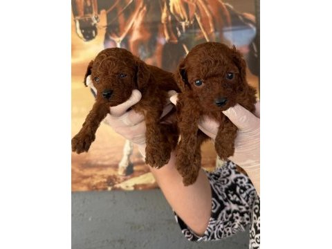 Korea poodle bebeklerimiz
