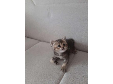 Ücretsiz sahiplendirme british shorthair