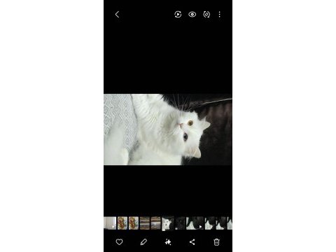 2 yaşındaki kedimiz takip koşulu sahiplendirilecektir