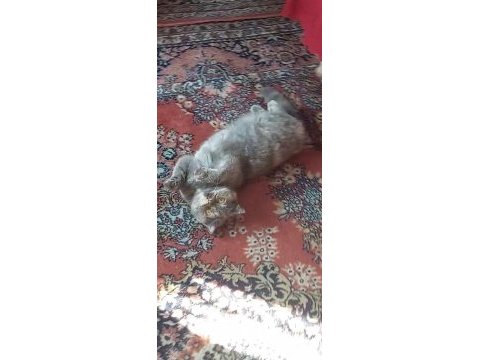 British shorthair dişi kısır kedimiz 1 yaşında