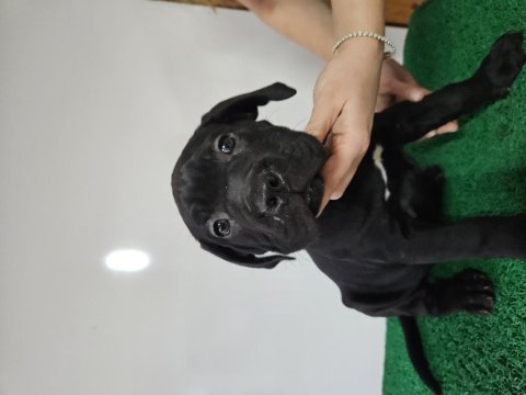 Kıf fcı secereli cane corso şampiyon yavruları full aşı
