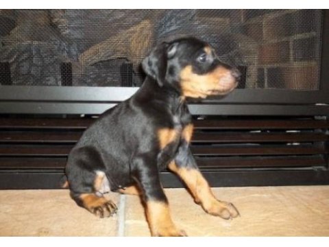 Doberman yavru sahibinden