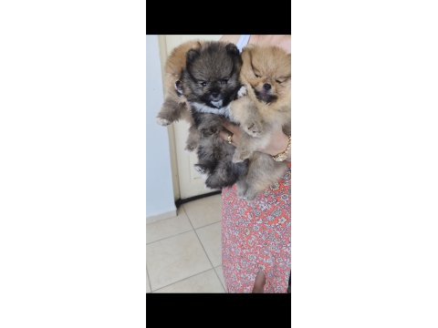 Pomeranian köpeği