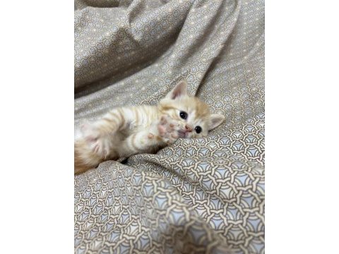 British longhair 2,5 aylık
