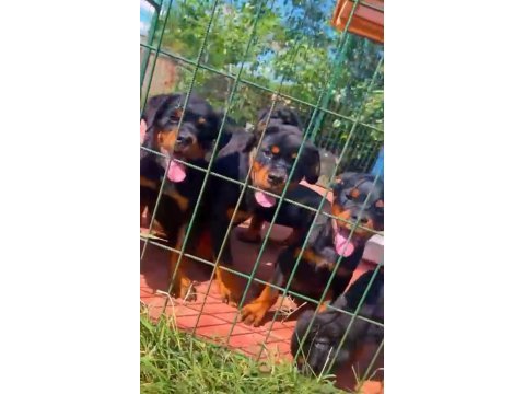 Scr rottweiler