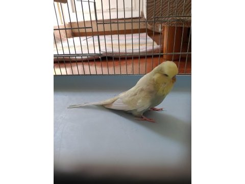 Show jumbo ve jumbo yerli muhabbet kuşu