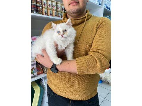 6 aylık erkek british exotic longhair