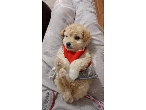 2 aylık dişi maltipoo köpeği