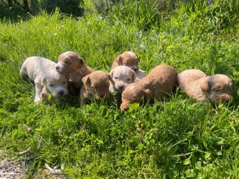 A kalite 3 kg garantili maltipoo bebekler