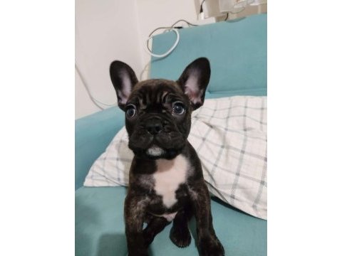 Köpeğimi ücretsiz sahiplendirmek istiyorum