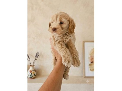 Maltipoo yavrular