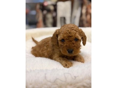 A kalite poodle yavrularımız