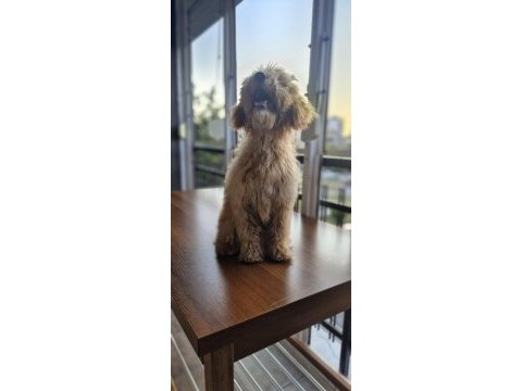 Yavru erkek toy poodle uygun acil