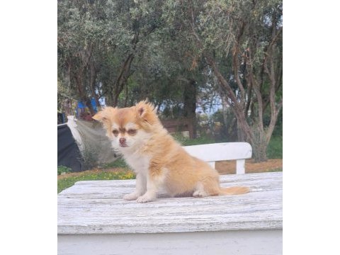Şivava longhair dişi yavru